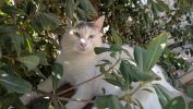Manou 1